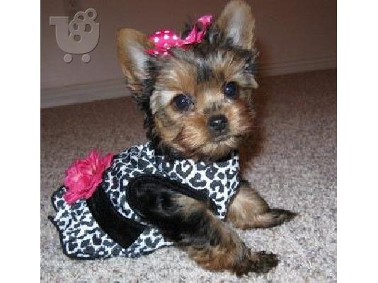 PoulaTo: yorkshire Mini puppies 80€